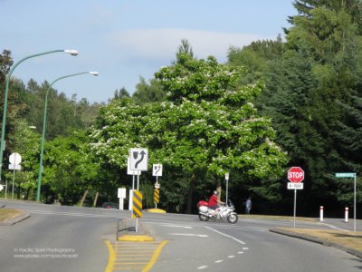 Catalpa trees along Greystone Drive