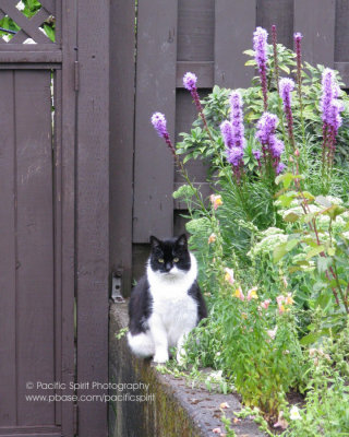 Manx close-up