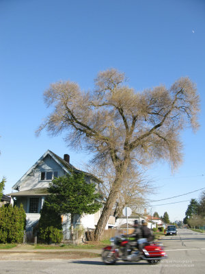 East 35th Avenue at Nanaimo Street, East Vancouver