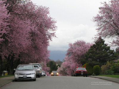 Spring on Brentlawn Drive, Brentwood
