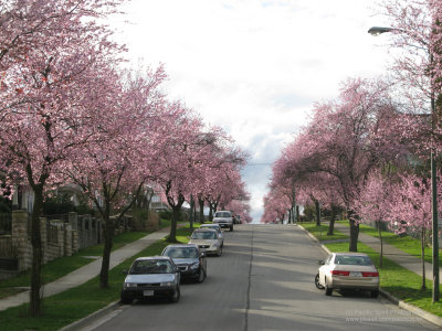 Grant Street west of Windermere Street, East Vancouver