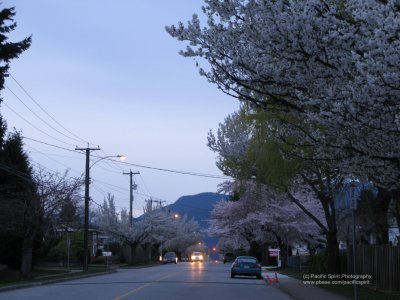 Spring on Sperling Avenue, Lochdale