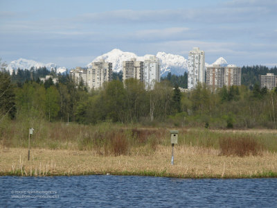 Burnaby Lake, Lougheed Town Centre highrises and the Golden Ears