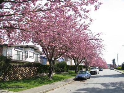 Spring on Kitchener Street in Lochdale, Burnaby