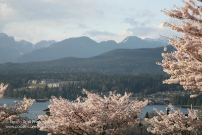 Spring in Vancouver