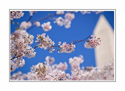 2009 Cherry Blossom