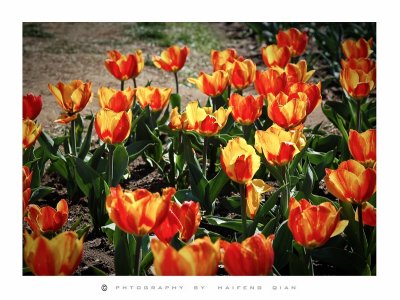 tulip-11.jpg