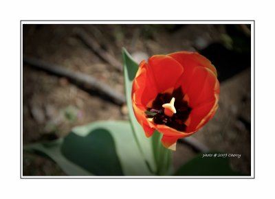 tulip-13.jpg