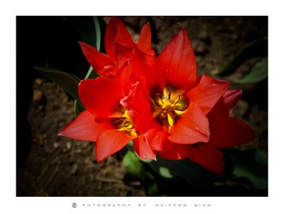 tulip-18.jpg