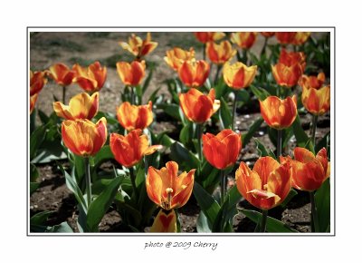 tulip-22.jpg