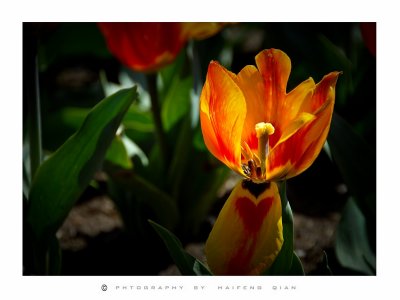 tulip-23.jpg