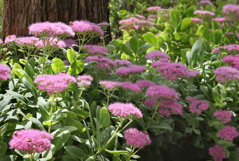 Sedum