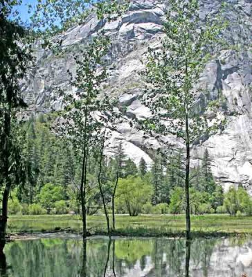 Reflected  trees