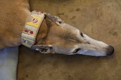Greyhound in repose