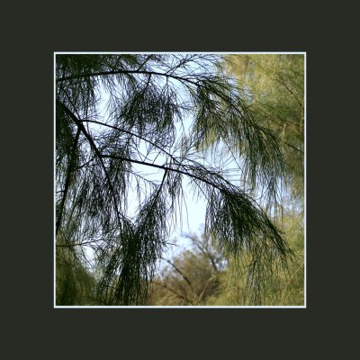 Tamarisk Tree  Needles