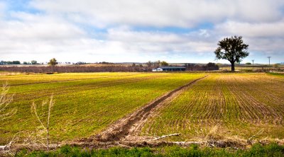 Newly planted corn