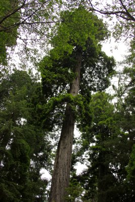 Northern CA Redwoods