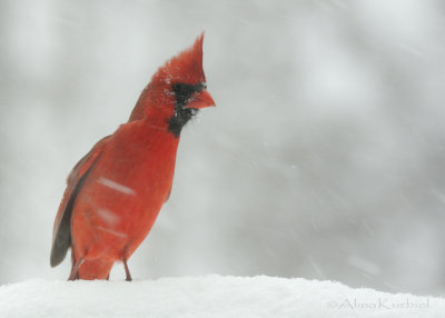 Cardinal with Snow Storm