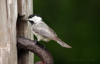 Black-capped Chickadee