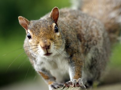 Eastern Gray Squirrel