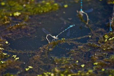 Portland Wildlife Pond, Damselflies Mating, Aug 23 08