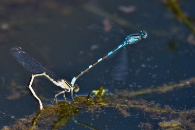 Aug 23 08 Portland Wildlife Pond-15.jpg