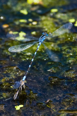 Aug 23 08 Portland Wildlife Pond-1.jpg