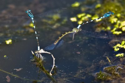 Aug 23 08 Portland Wildlife Pond-11.jpg