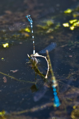 Aug 23 08 Portland Wildlife Pond-13.jpg