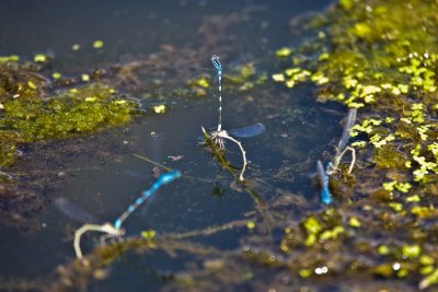 Aug 23 08 Portland Wildlife Pond-18.jpg