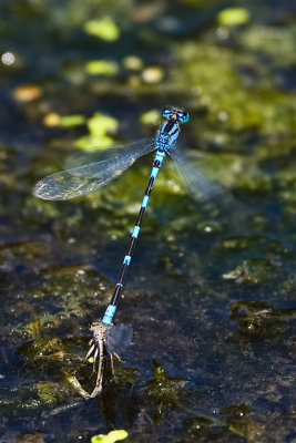 Aug 23 08 Portland Wildlife Pond-6.jpg
