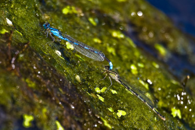 Aug 23 08 Portland Wildlife Pond-24.jpg