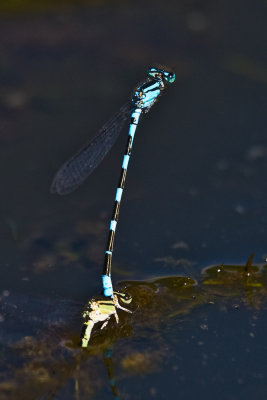 Aug 23 08 Portland Wildlife Pond-31.jpg