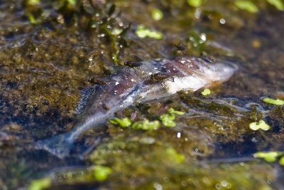 Aug 23 08 Portland Wildlife Pond-33.jpg