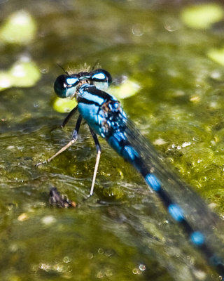 Aug 23 08 Portland Wildlife Pond-41.jpg