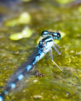 Aug 23 08 Portland Wildlife Pond-52.jpg