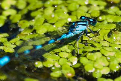 Aug 23 08 Portland Wildlife Pond-58.jpg