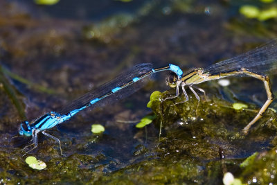 Aug 23 08 Portland Wildlife Pond-80.jpg