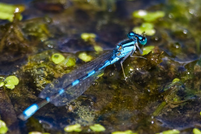 Aug 23 08 Portland Wildlife Pond-84.jpg