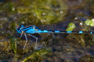 Aug 23 08 Portland Wildlife Pond-93.jpg