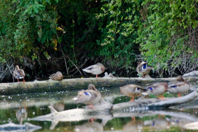 Portland Wildlife Pond, Damselflies Mating, Aug 23 08