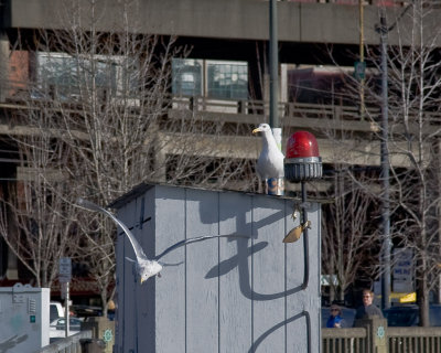 Feb 6 10 POTN Seattle 5D-247.jpg