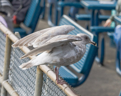 The Gulls of the Seattle Waterfront, Feb. 6 '10