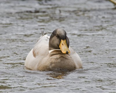 April 10 10 Ducks and Geese-15.jpg