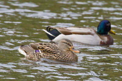 April 10 10 Ducks and Geese-21.jpg