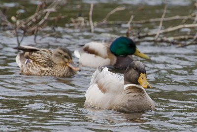 April 10 10 Ducks and Geese-31.jpg