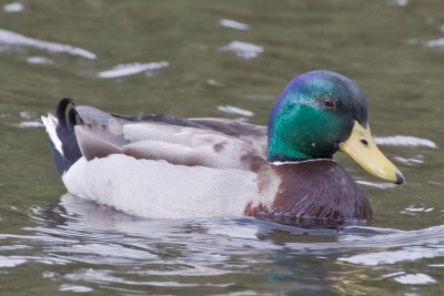 Critter Lake Ducks and Geese, April 10, '10