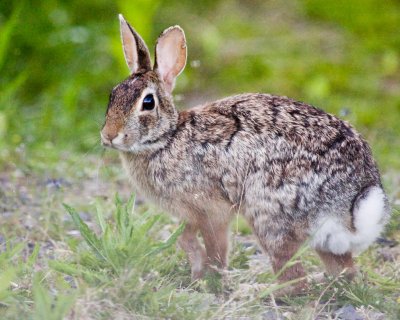 Cottontail  Rabbit in College Grounds, Vancouver, WA, May 13 '10