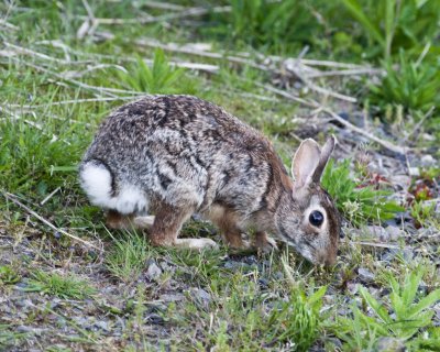 May 13 10 WSU Vancouver Rabbit-11.jpg