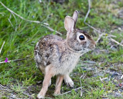 May 13 10 WSU Vancouver Rabbit-7.jpg